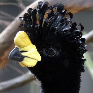 Crax daubentoni / Yellow-knobbed curassow (male)