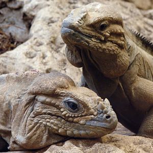 Cyclura cornuta / Rhinoceros iguana (pair)