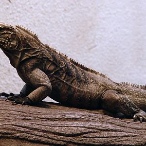 Cyclura nubila nubila / Cuban iguana