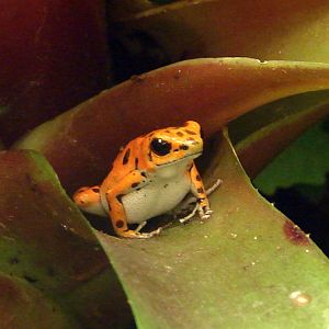 Dendrobates pumilio / Strawberry poison dart frog