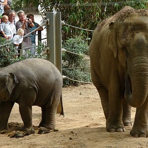 Elephas maximus / Asiatic elephant (female Khaing Phyo Phyo and young femal
