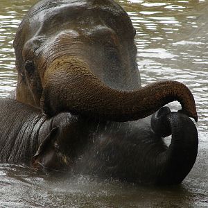 Elephas maximus / Asiatic elephant (females Dumbo and May Tagu)