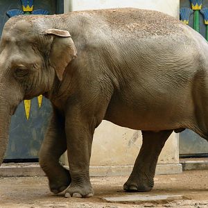 Elephas maximus / Asiatic elephant (female Dumbo)