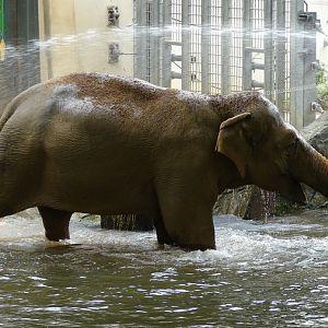 Elephas maximus / Asiatic elephant (female Dumbo)