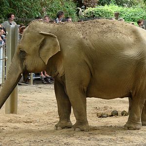 Elephas maximus / Asiatic elephant (female Khaing Phyo Phyo)
