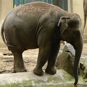Elephas maximus / Asiatic elephant (female May Tagu)