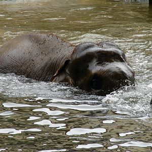 Elephas maximus / Asiatic elephant (female May Tagu)