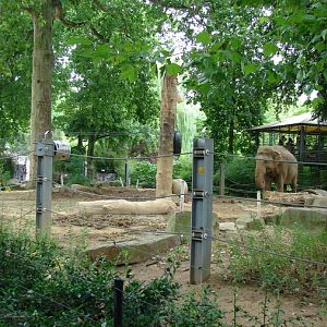 Asiatic elephant exhibit