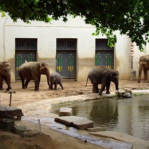 Asiatic elephant exhibit
