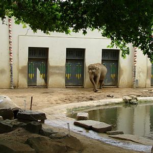Asiatic elephant exhibit (female Dumbo)
