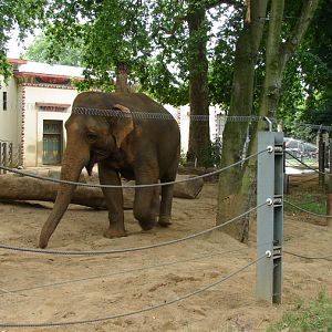Asiatic elephant exhibit (female Dumbo)