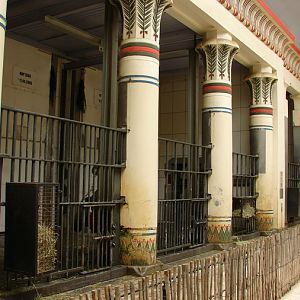 Asiatic elephant exhibit inside (Egyptian-Temple)