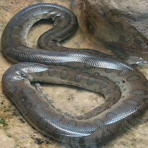Eunectes murinus murinus / Green anaconda (male)