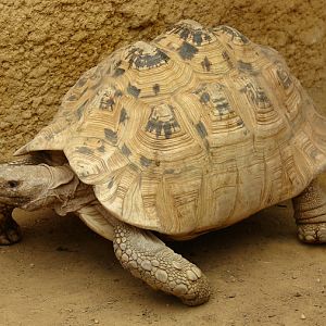 Geochelone pardalis / Leopard tortoise