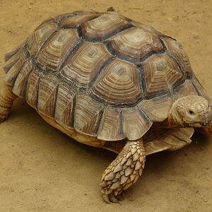 Geochelone sulcata / African spurred tortoise