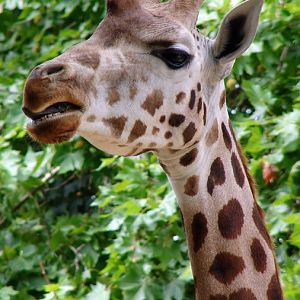 Giraffa camelopardalis Hybrid / Giraffe (female Dana)