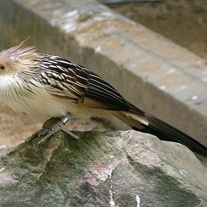 Guira guira / Guira cuckoo