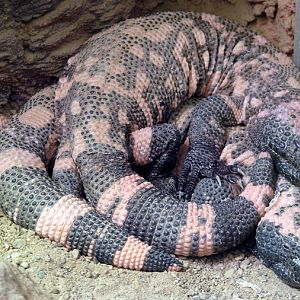 Heloderma suspectum suspectum / Reticulate gila monster (pair)