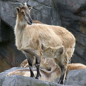 Hemitragus jemlahicus / Himalayan tahr (female)