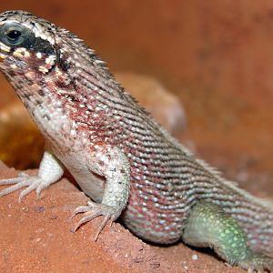Leiocephalus personatus / Rainbow curly-tailed lizard