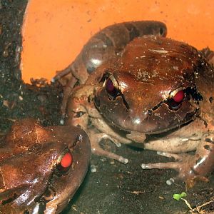 Leptodactylus fallax / Mountain chicken frog