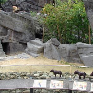Mishmi Takin and Himalayan Tahr exhibit