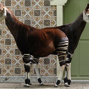 Okapia johnstoni / Okapi (females Yenthe and Hakima)