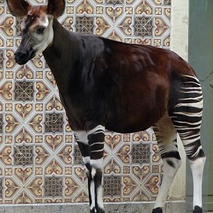 Okapia johnstoni / Okapi (female Hakima ISB 606)