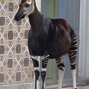 Okapia johnstoni / Okapi (female Yenthe ISB 487)