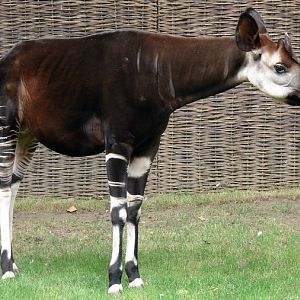 Okapia johnstoni / Okapi (male Bondo ISB-531)