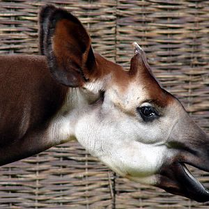 Okapia johnstoni / Okapi (male Bondo ISB-531)