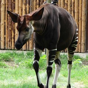 Okapia johnstoni / Okapi (male Libembe ISB-592)