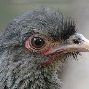 Ortalis canicollis / Chaco chachalaca
