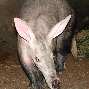 Orycteropus afer / Aardvark