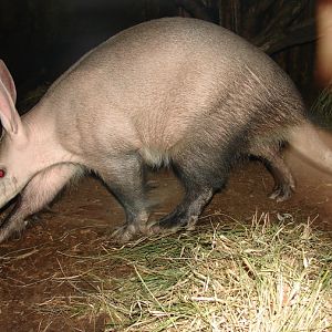 Orycteropus afer / Aardvark