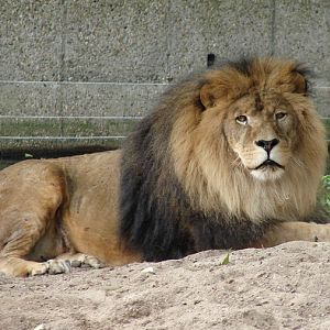 Panthera leo / African Lion (male)