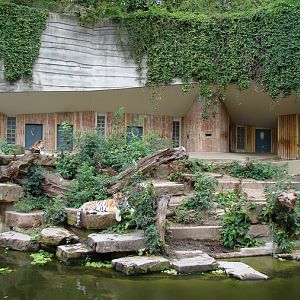 Amur Tiger exhibit