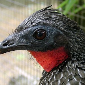 Penelope jacquacu / Spix's guan