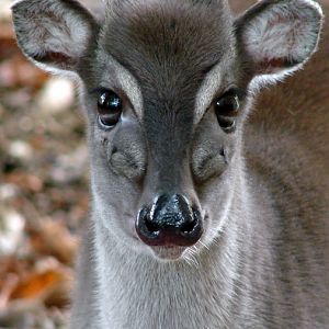 Philantomba monticola ssp hybr  / Blue duiker (female)