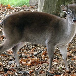 Philantomba monticola ssp hybr  / Blue duiker (female)