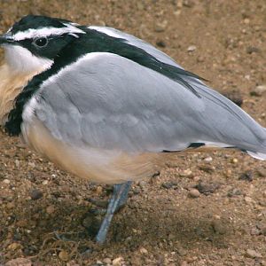 Pluvianus aegyptius / Crocodile-bird