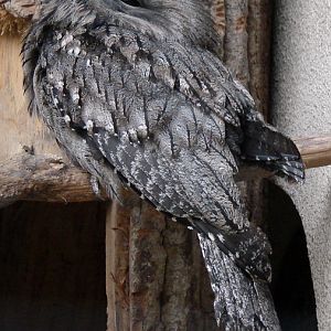 Podargus strigoides / Tawny frogmouth