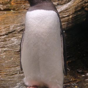 Pygoscelis papua papua / Gentoo penguin