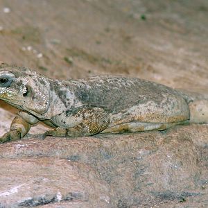 Sauromalus obesus / Chuckwalla