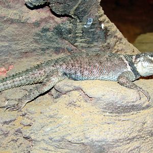 Sceloporus magister / Desert spiny lizard