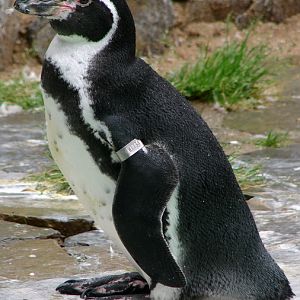 Spheniscus humboldti / Humboldt penguin