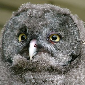 Strix nebulosa lapponica / Great grey owl (juvenile)