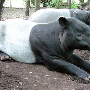 Tapirus indicus / Malayan tapir (pair)