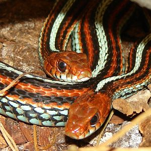Thamnophis sirtalis tetrataenia / San Francisco gartersnake