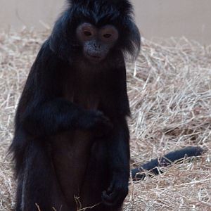 Trachypithecus auratus auratus / Javan silvered leaf monkey